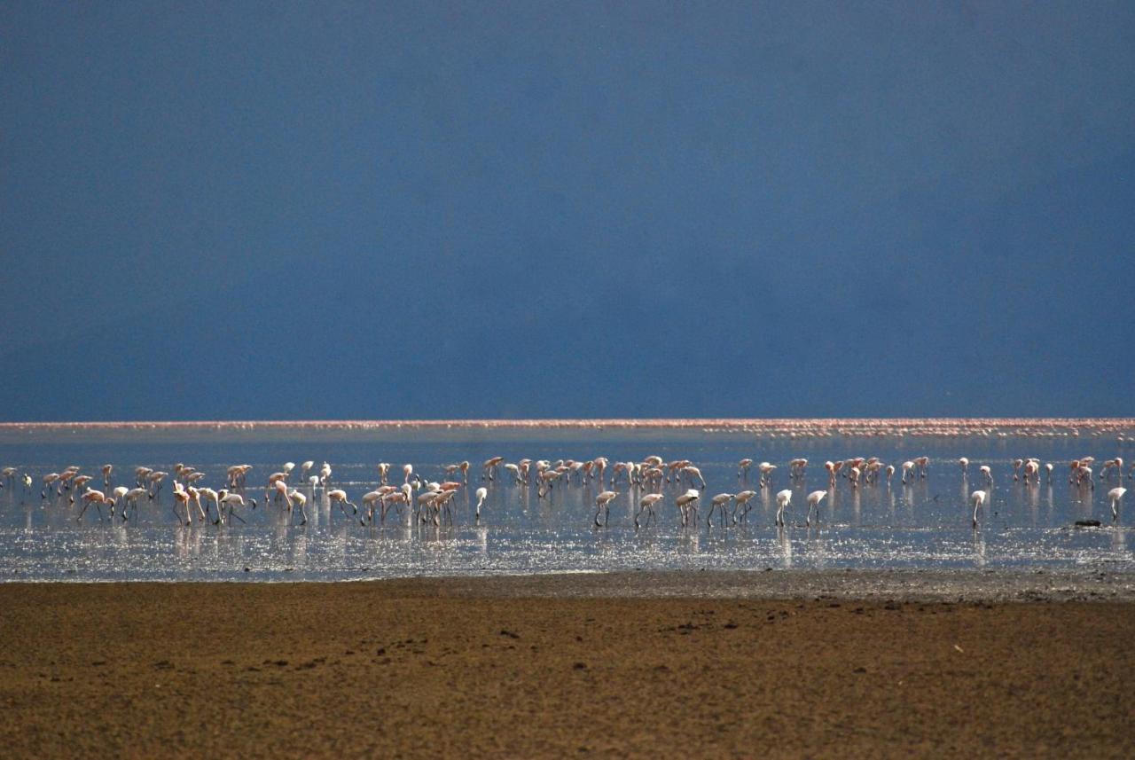 Migunga Tented Camp Mto wa Mbu Dış mekan fotoğraf