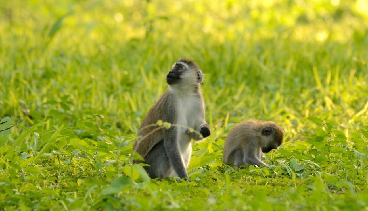 Migunga Tented Camp Mto wa Mbu Dış mekan fotoğraf